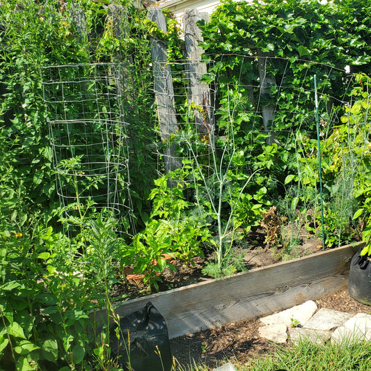 Why Raised Garden Beds Are a Game-Changer for Your Garden