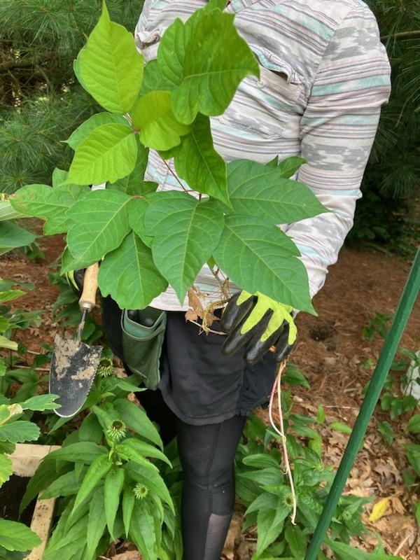 Poison Ivy Removal - Contact for Quote