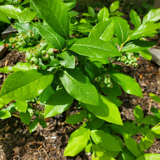 Blueberry Bed